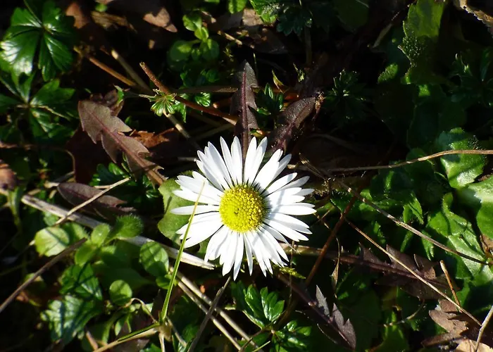 Relaxen Im Alten Winzerhaus Og Rech